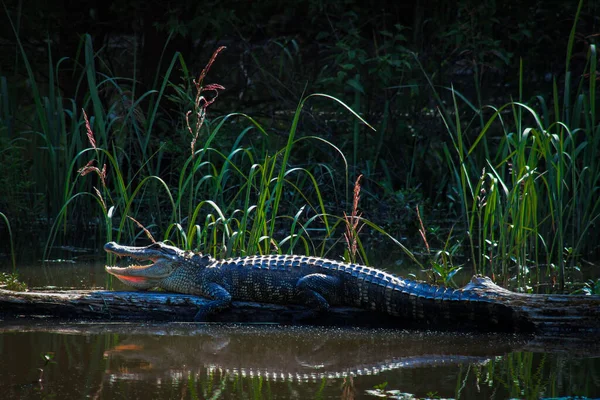 Stor Krokodil Som Vilar Träbit Sjö — Stockfoto