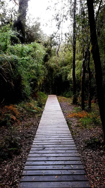 Parkta ahşap bir geçit.