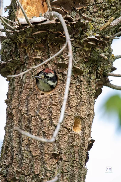 Closeup Woodpecker Old Tree — Stock Photo, Image