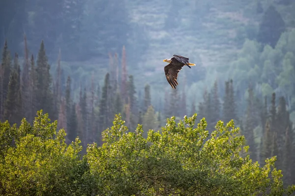 Живописный Вид Американского Орла Пролетающего Над Сосновым Лесом Штате Юта — стоковое фото