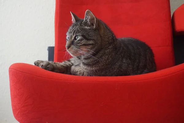 一只漂亮的猫在红色的椅子上拍的照片 — 图库照片