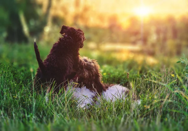 Back View Little Brown Dog Playing Together Grassland — Stock Photo, Image