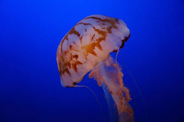 Крупный План Красивой Медузы Темно Синем Фоне — стоковое фото