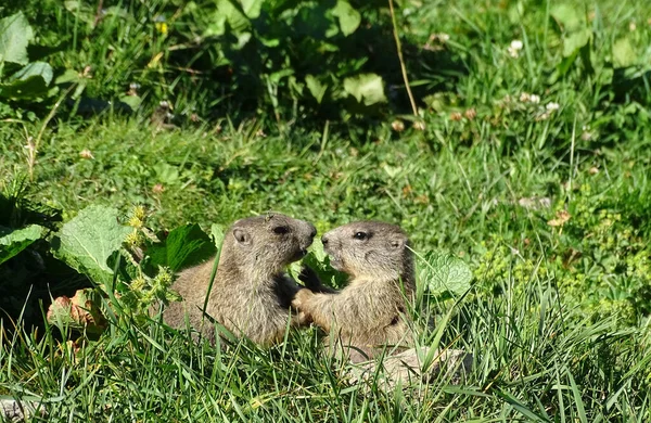 Výběrový Snímek Dvou Alpských Marmotů Marmota Marmota — Stock fotografie