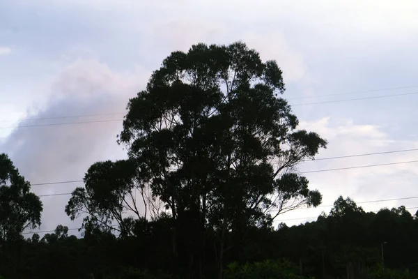 Sebuah Siluet Pohon Latar Belakang Langit Mendung — Stok Foto