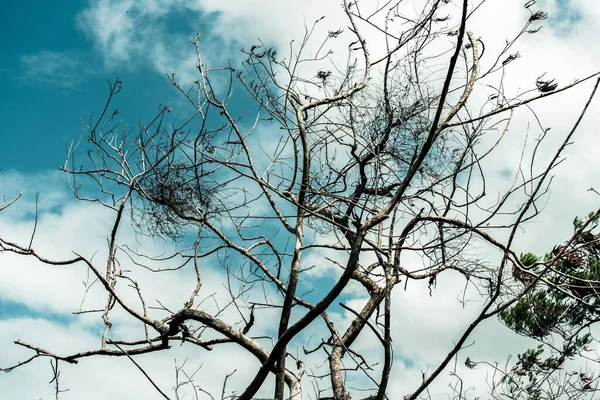 雲に覆われた青い空に向かって白木の枝が — ストック写真