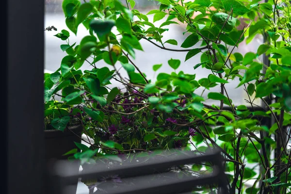 Primer Plano Planta Crecimiento Con Hojas Verdes Aisladas Fondo Borroso — Foto de Stock