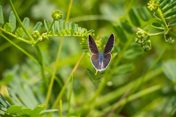 Крупный План Маленькой Синей Бабочки Cupido Minimus Зеленом Листе Мимозы — стоковое фото