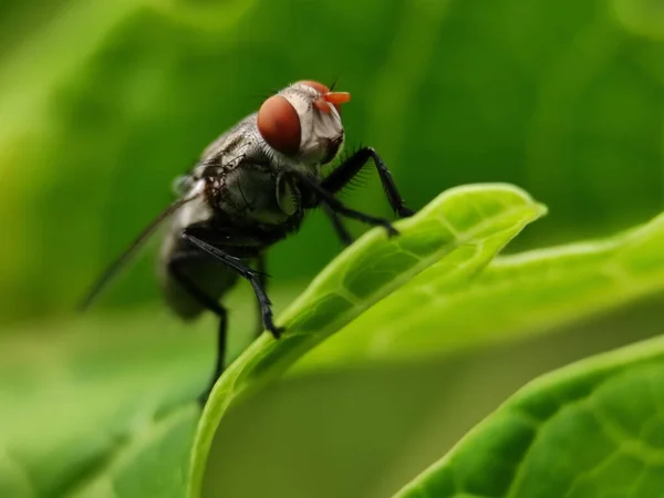 Une Mouche Assise Sur Une Feuille Verte — Photo