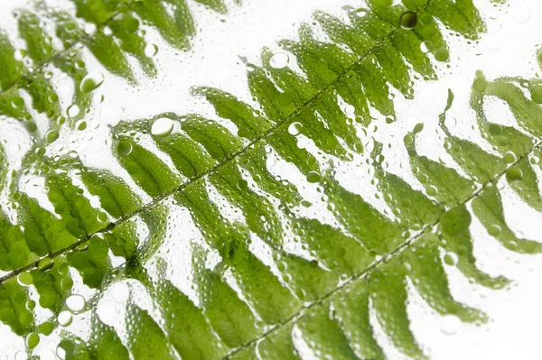 Closeup Fern Branches Green Leaves Isolated White Background — Stock Photo, Image