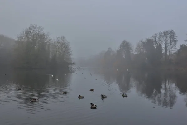 Una Hermosa Vista Patos Nadando Lago Maiden Erlegh Día Niebla —  Fotos de Stock