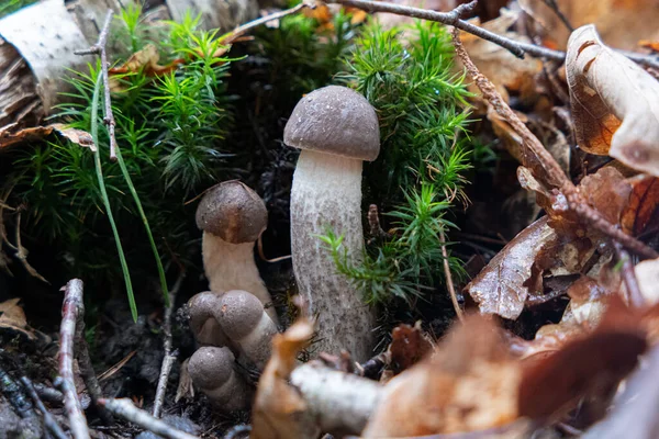Eine Gruppe Junger Leccinum Scabrum Pilze — Stockfoto