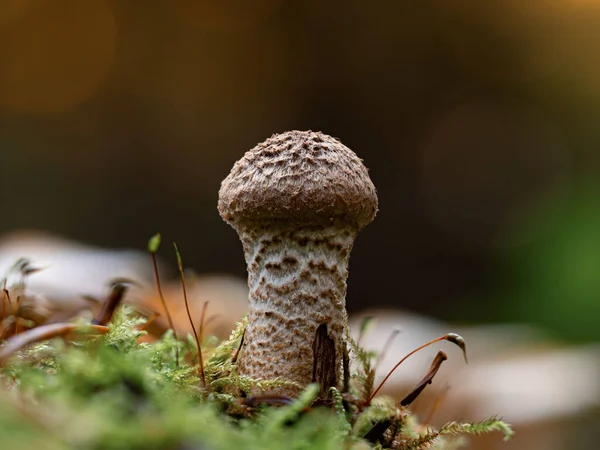 Маленькая Armillaria Ostoyae — стоковое фото