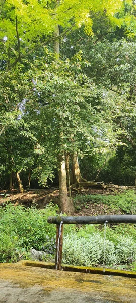 晴れた日にインドネシアのジョンバン市の森の中の木の後ろの垂直ショット — ストック写真