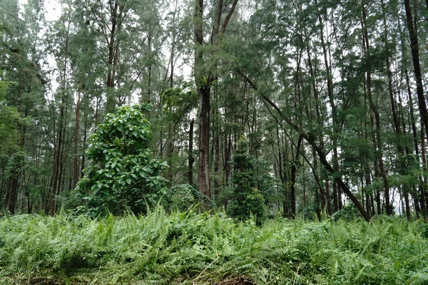 Maisemakuva Saniaisista Joilla Metsätausta — kuvapankkivalokuva