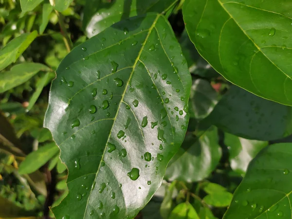 Üzerinde küçük su damlaları olan yoğun yeşil yapraklardan oluşan bir makro çekim.