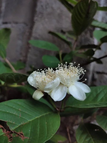 Вертикальный Снимок Цветущих Цветов Гуавы — стоковое фото