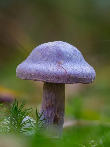 Goatcheese Webcap Poisonous Mushroom Famous Its Horrible Goatcheese Smell — Stock Photo, Image