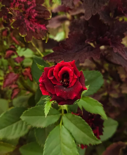 Las Rosas Jardín Son Uno Los Grupos Más Populares Ampliamente —  Fotos de Stock
