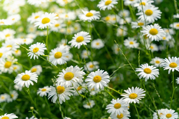 Mesmerizing View Field Daisies — Stock Photo, Image