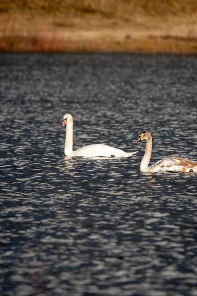 Селективный Белый Лебедь Плывущий Озеру — стоковое фото