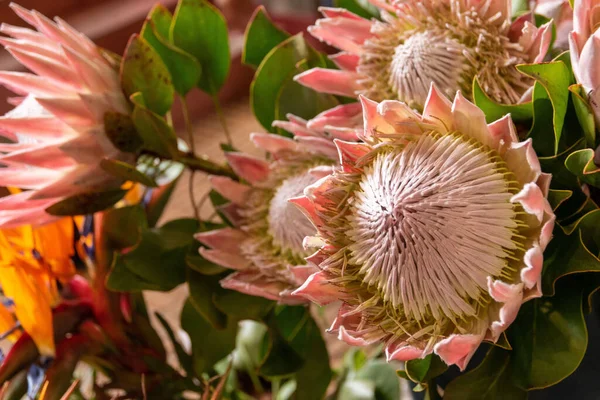 Kral Protea 'nın seçici odak noktası (Protea cynaroides) çiçekleri