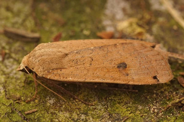 Närbild Stor Gul Undervinge Mal Noctua Pronuba Sitter Mossa Täckt — Stockfoto