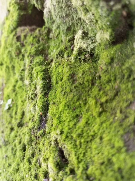 Vertical Closeup Green Moss Rocks — Stock Photo, Image