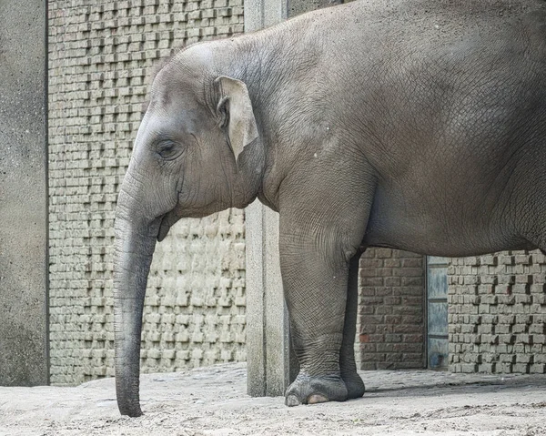 Vue Latérale Éléphant Adulte Dans Zoo — Photo