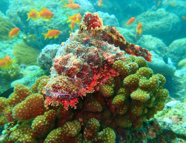 Closeup Shot Large Stonefish Coral Tropical Fish Underwater — Stock Photo, Image