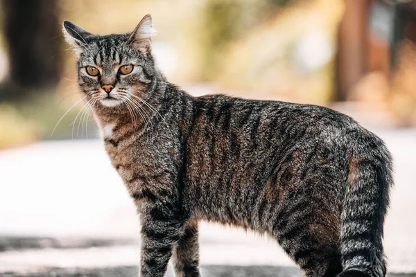 Eine Schöne Gestromte Katze Läuft Einem Sonnigen Tag Auf Der — Stockfoto