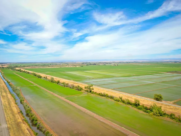 Kuzey CA 'daki pirinç tarlalarının havadan görünüşü.