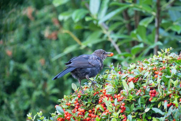 Kos Turdus Merula Siedzący Krzewie Palnika Pyracantha Czerwonymi Jagodami — Zdjęcie stockowe