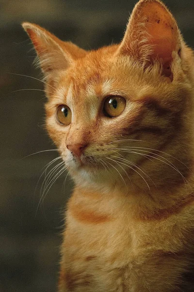 Eine Vertikale Nahaufnahme Eines Entzückenden Orangefarbenen Kätzchens — Stockfoto
