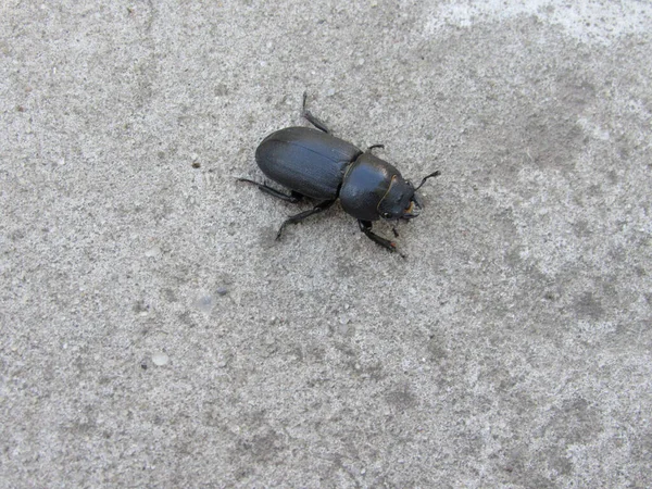 Beton bir yolda geyik böceği
