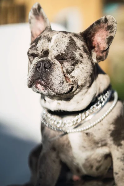 Egy Függőleges Lövés Egy Imádnivaló Francia Bulldog Egy Széken Kívül — Stock Fotó