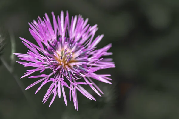 Een Close Shot Van Paarse Volutaria Bloemen Gekweekt Tuin Het — Stockfoto