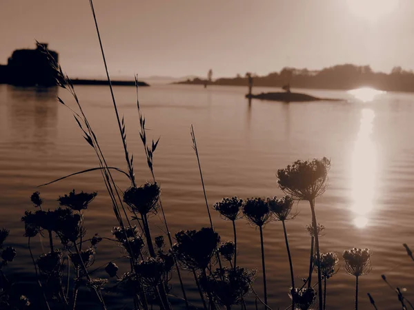 Een Prachtig Shot Van Een Lakeside Bloemen Een Zonnige Dag — Stockfoto