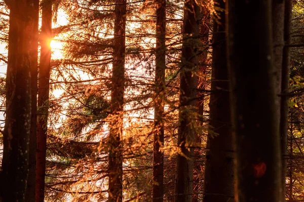 Lumière Soleil Pénétrant Travers Les Arbres Dans Forêt Vaud Suisse — Photo