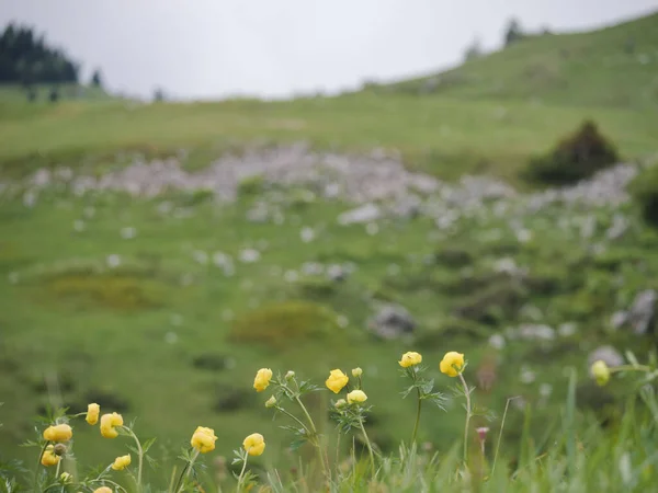Detailní Záběr Malých Žlutých Květin Poli Velika Planina Slovinsko — Stock fotografie