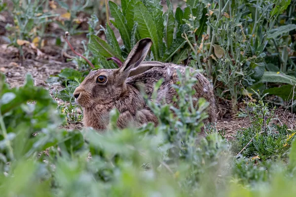 Beautiful Shot Granada Hare — Stock Photo, Image