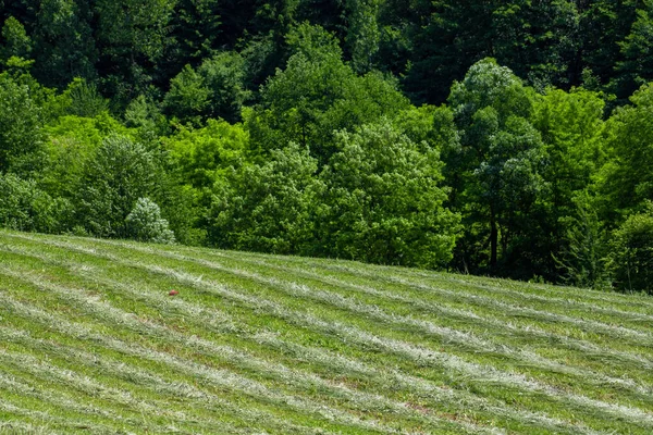 Rangées Herbe Tondue Dans Champ Rural Vert — Photo