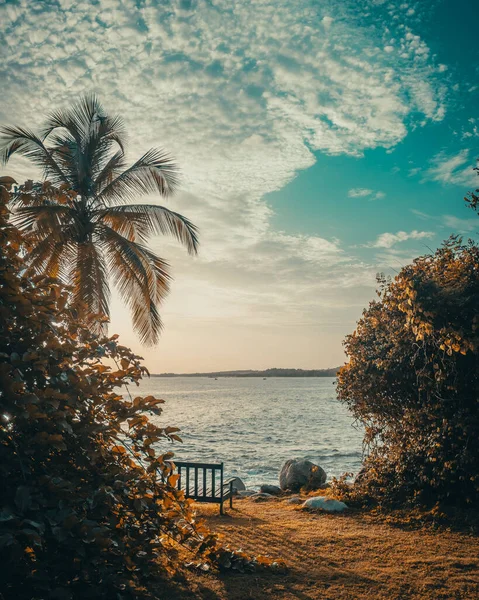 Ein Faszinierender Blick Auf Bäume Palmen Und Eine Bank Meer — Stockfoto