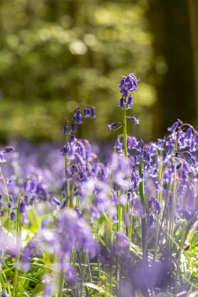 Pionowe Płytkie Ognisko Kwiatów Dzwonu Błękitnego Convallaria Majalis Wendover Woods — Zdjęcie stockowe