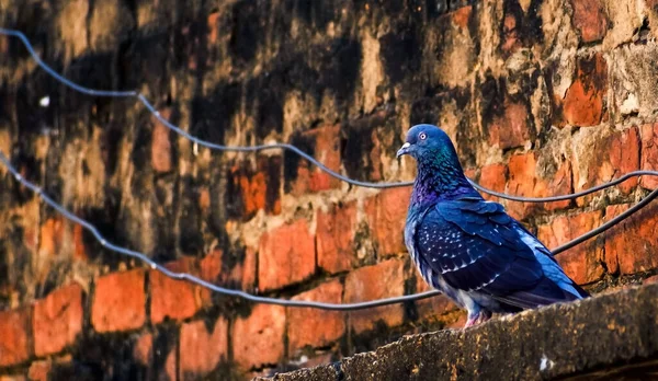 Closeup Shot Bright Pigeon Perched Old Brick Wall — Stock Photo, Image