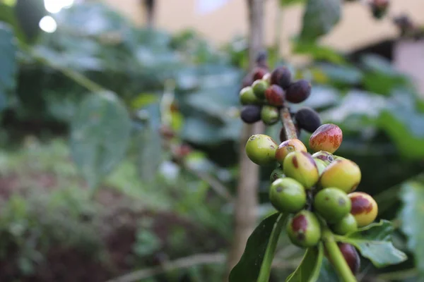 Zbliżenie Surowych Roślin Kawy Gałęzi Krzewu — Zdjęcie stockowe