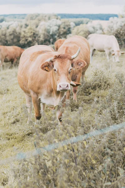Een Verticaal Close Shot Van Bruine Koeien Een Landbouwgrond — Stockfoto