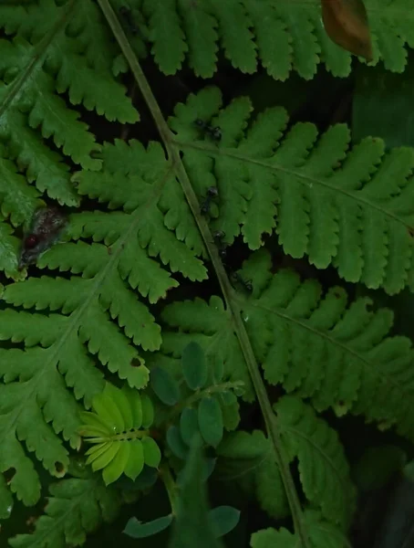 Vertikální Detailní Záběr Svěží Zelené Kapradiny Listy Lese — Stock fotografie