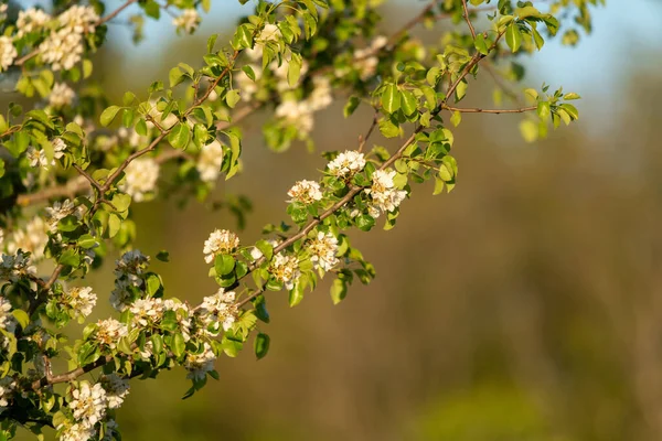 Selective Blooming Branch Fruit Tree — Stock Photo, Image