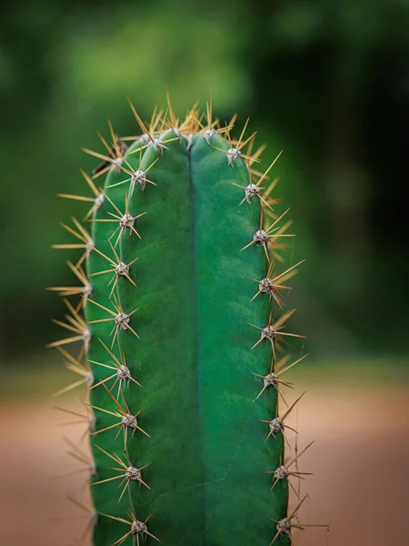 Pionowe Ujęcie Kaktusa Rozmytym Tle — Zdjęcie stockowe